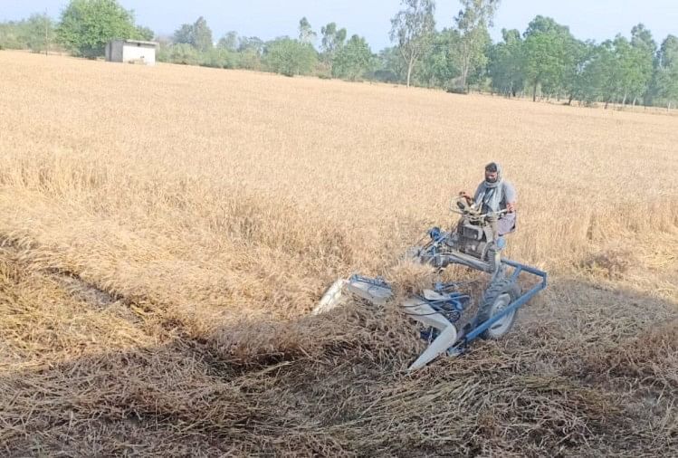 Wheat Crop Cutting Started In Una In Himachal Pradesh ...