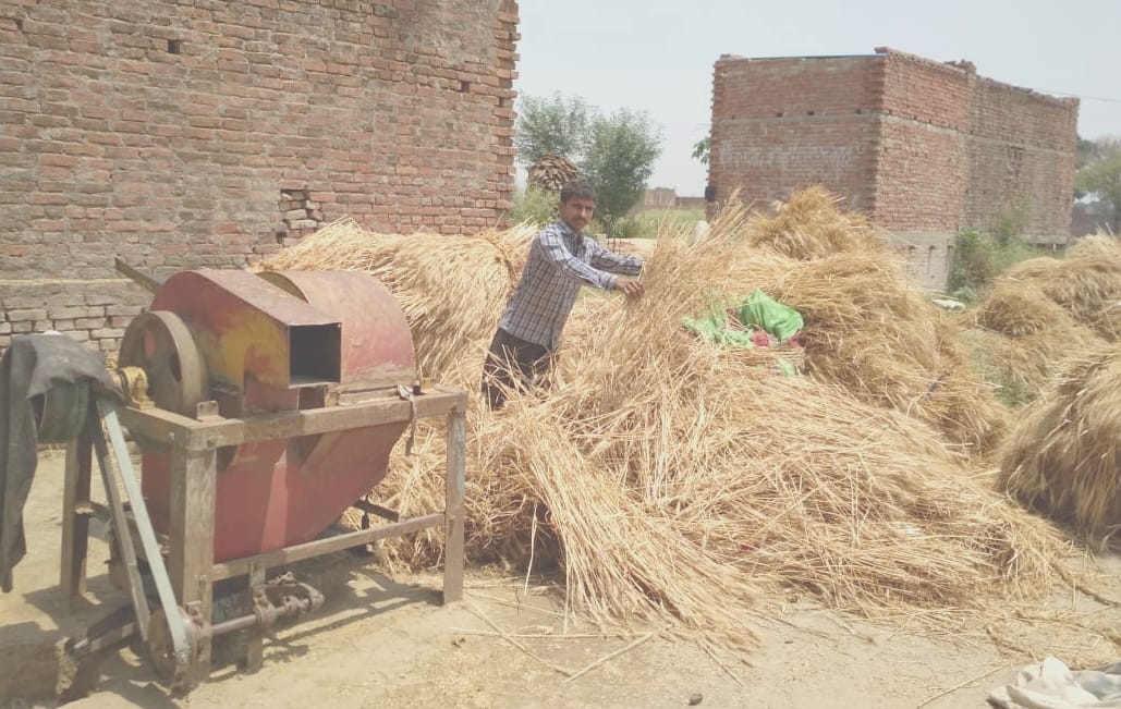 बारिश के बाद धूप निकलने पर गेहूं की फसल को फैलाता किसान।