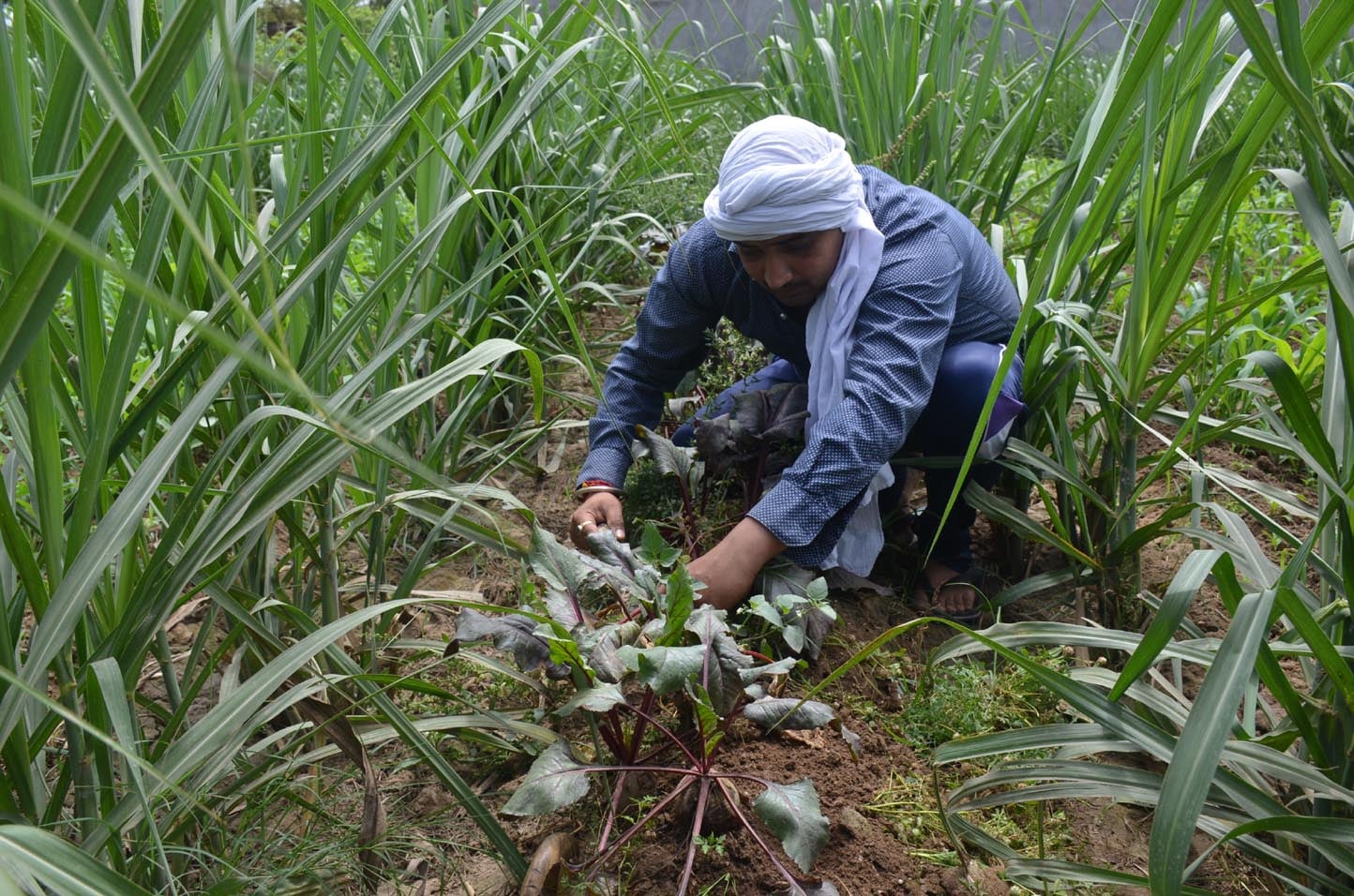 गांव वजीराबाद में सहफसली खेती में गन्ने के बीच चुकंदर की नराई गुडाई करता किसान। गांव वजीराबाद में सहफसली खेती में गन्ने के बीच चुकंदर की नराई गुडाई करता किसान।