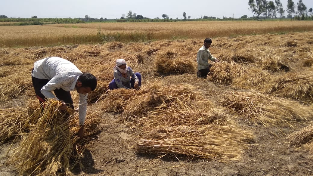 सरधना क्षेत्र के छबडिया के जंगल में रविवार को खेतों में गेहूं की कटाई करते किसान सरधना क्षेत्र के छबडिया के जंगल में रविवार को खेतों में गेहूं की कटाई करते किसान