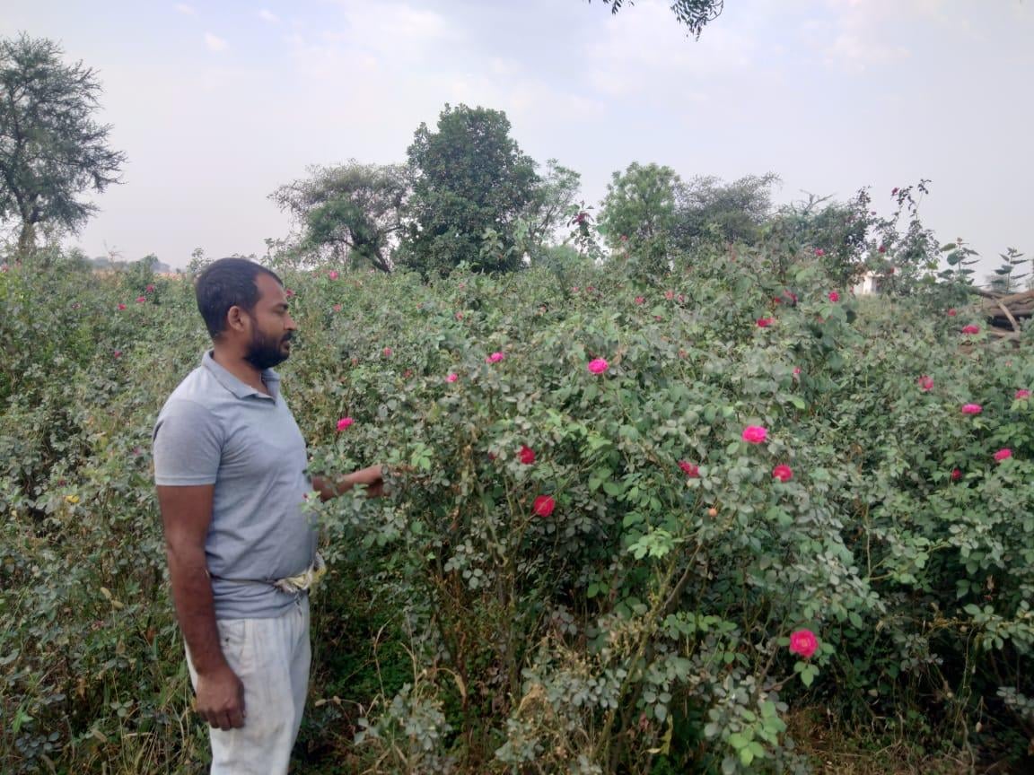मुहम्मदाबाद में गुलाब की फसल देखता किसान चंदन सिंह