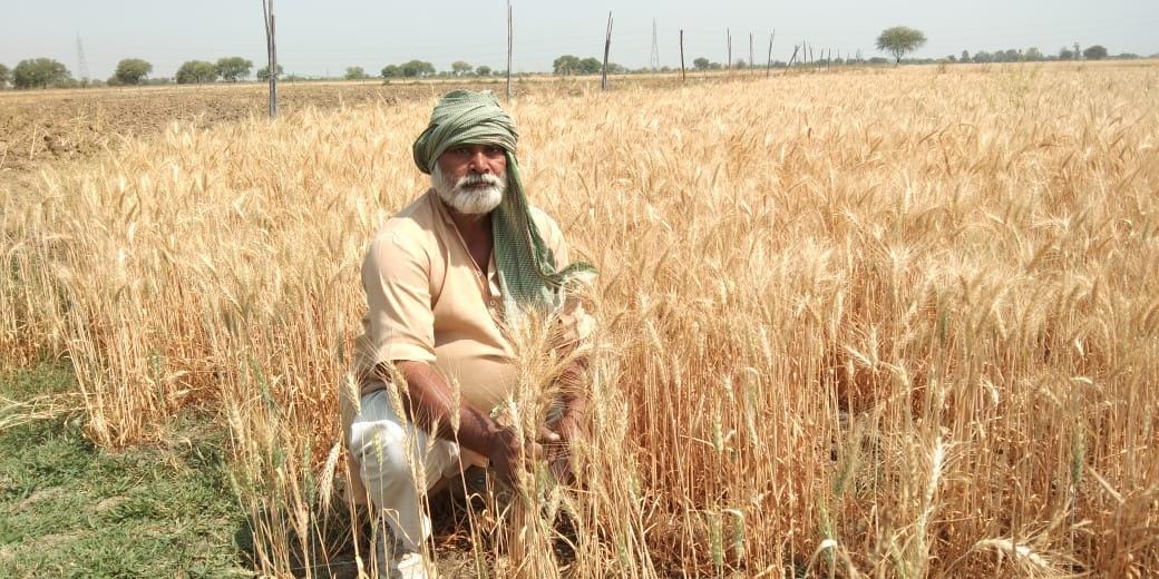 मुहम्मदाबाद में खड़ी गेहूं की फसल दिखाता किसान ज्ञान सिंह