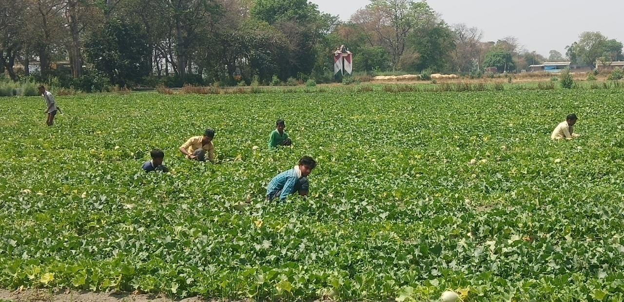 गांव इनायतपुर में खरबूजे की फसल की निराई करते श्रमिक गांव इनायतपुर में खरबूजे की फसल की निराई करते श्रमिक