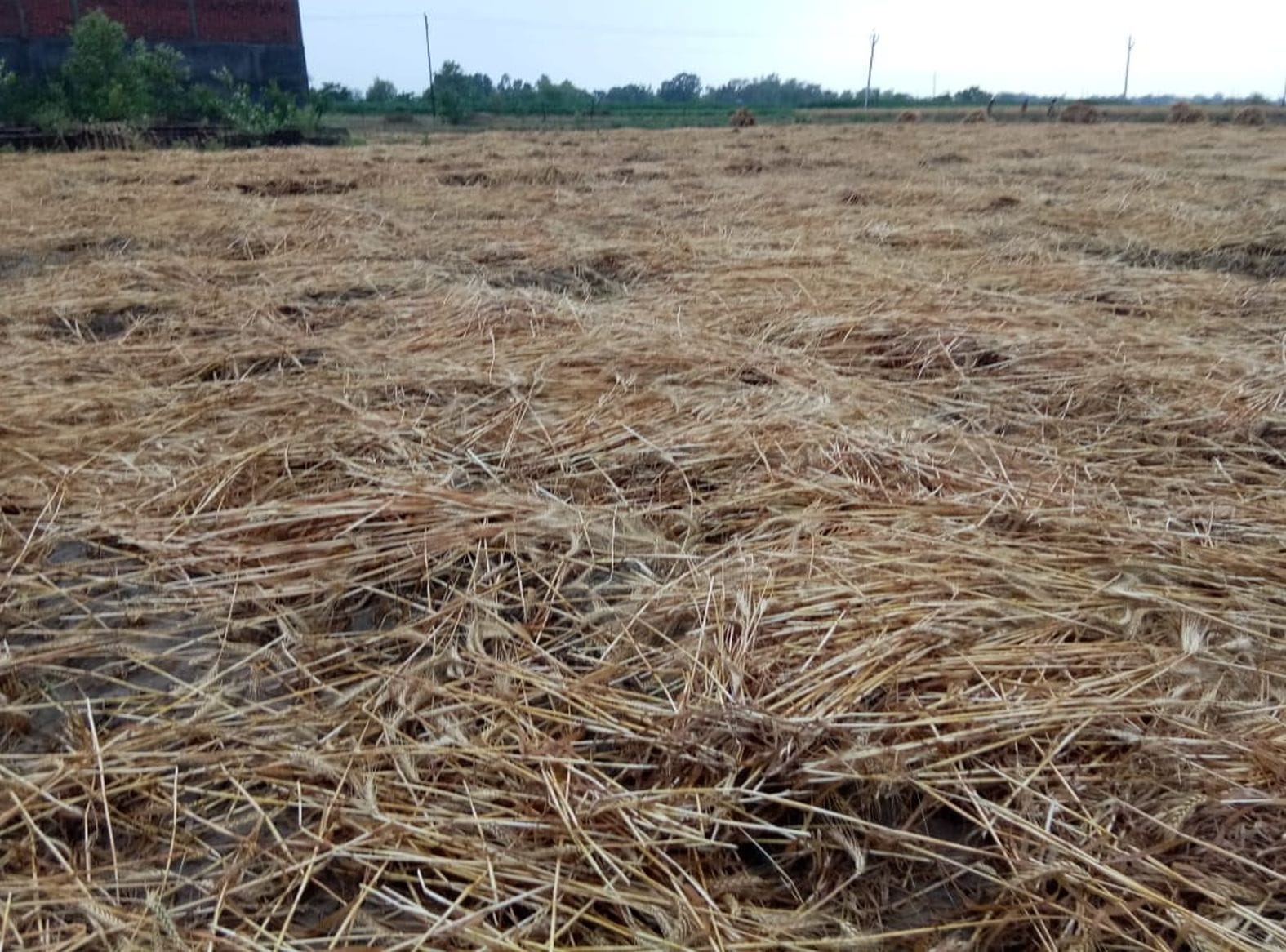 आधी और आरिश से खेत में उड़ने के बाद भीगी पड़ी गेहूं की फसल। संवाद आधी और आरिश से खेत में उड़ने के बाद भीगी पड़ी गेहूं की फसल। संवाद