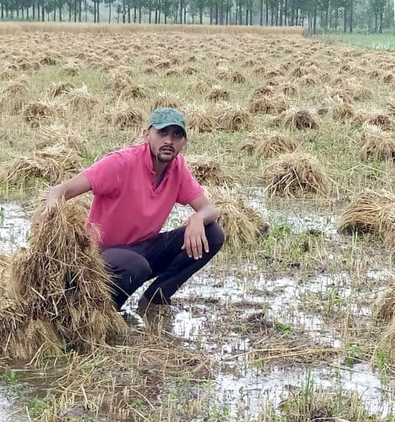 बिजनौर के गांव बाकरपुर गढ़ी के जंगल में बारिश से भीगें गेंहू को दिखाता किसान।
