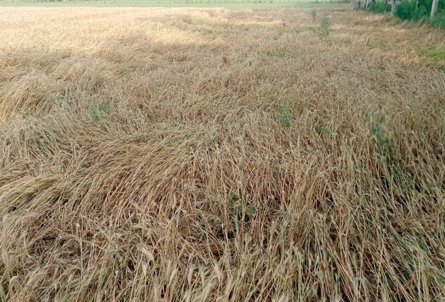 बिजनौर के मंडावर के ग्राम टीमला में बारिश और तेज हवा से गिरी गेंहू की फसल।