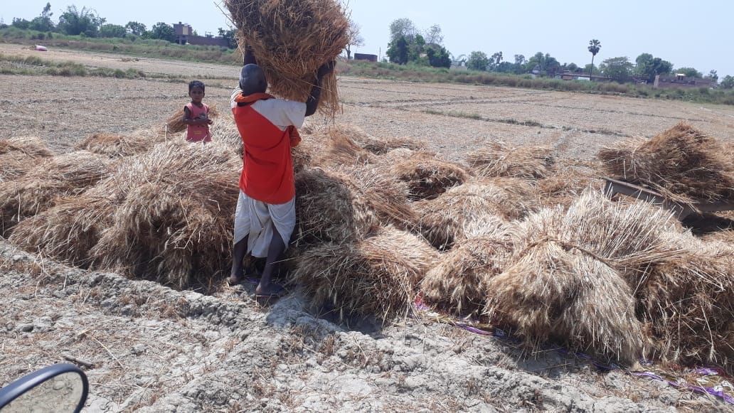 रानी की सराय में ओलावृष्टि से भींगे बोझ को सुखाते किसान। रानी की सराय में ओलावृष्टि से भींगे बोझ को सुखाते किसान।