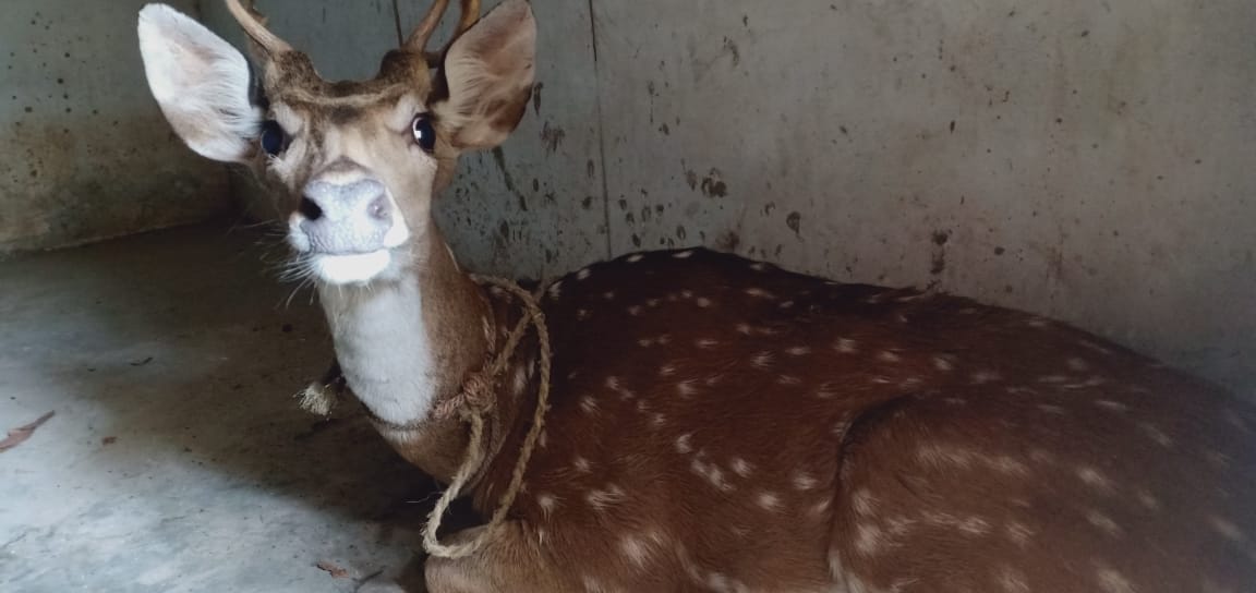 मधुपुर क्षेत्र के बट गांव में जंगल से पहुंचा चीतल प्रजाति का जानवर। मधुपुर क्षेत्र के बट गांव में जंगल से पहुंचा चीतल प्रजाति का जानवर।