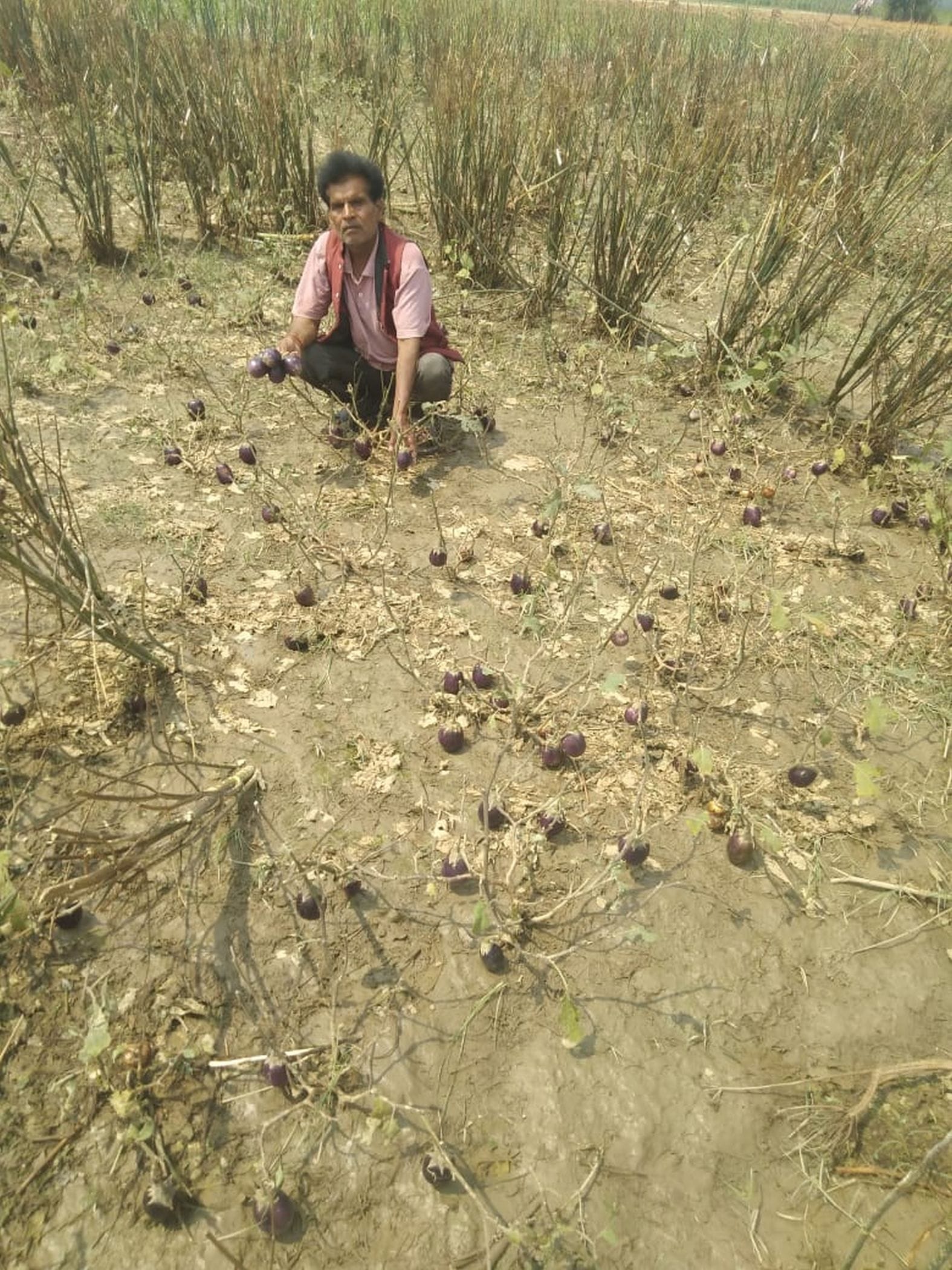 नवाबगंज में ओले गिरने से बबार्द हुई बैगन की फसल देखता किसान। संवाद