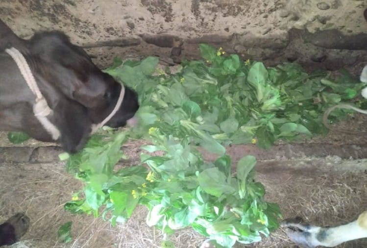 किसान पशुओं को खिला रहे ब्रोकली
