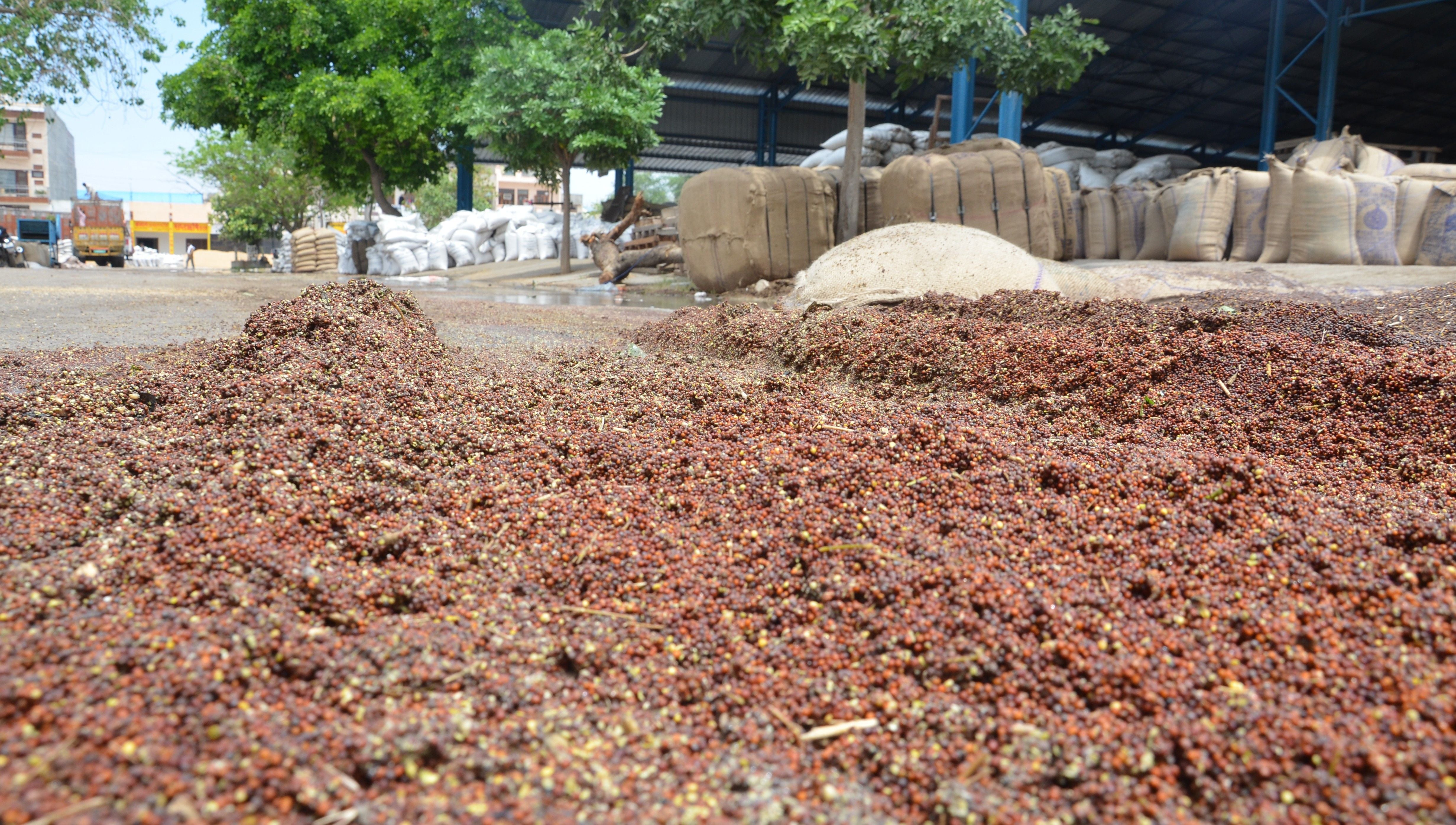 नई अनाजमंडी में बारिश में भीगकर खराब हुई सरसों। नई अनाजमंडी में बारिश में भीगकर खराब हुई सरसों।