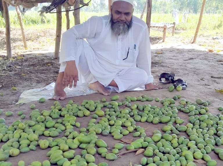 कासमपुरगढ़ी में आंधी से टूटे आम को देखता किसान।