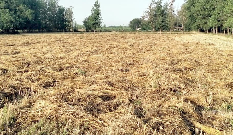 कासमपुरगढ़ी में बारिश से भीगी गेहूं की फसल