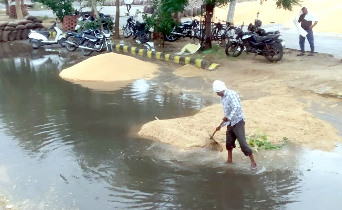 सफीदों की अनाज मंडी में बारिश के पानी में डूबी गेहूं की ढेरियां। सफीदों की अनाज मंडी में बारिश के पानी में डूबी गेहूं की ढेरियां।