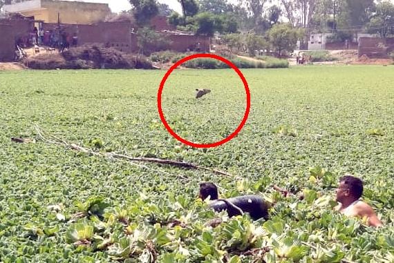 बिजनौर के ग्राम सालमाबाद भरैरा में तालाब में फंसी (लाल घेरे में) नील गाय को निकालते ग्रामीण। बिजनौर के ग्राम सालमाबाद भरैरा में तालाब में फंसी (लाल घेरे में) नील गाय को निकालते ग्रामीण।