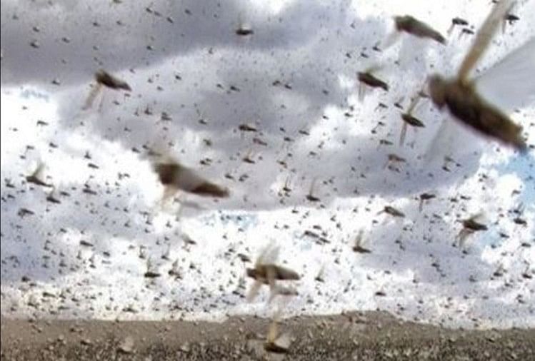 Locusts Groups Will Attack In Agra Farm - अब जयपुर से आ ...