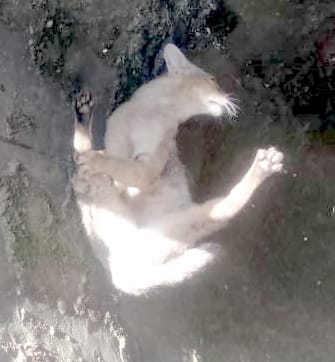 हीमपुरदीपा क्षेत्र के ग्राम फतेहपुर कला गांव के जंगल में किसान के ट्यूवेल के झेरे से जंगली बिल्ल? हीमपुरदीपा क्षेत्र के ग्राम फतेहपुर कला गांव के जंगल में किसान के ट्यूवेल के झेरे से जंगली बिल्ल?