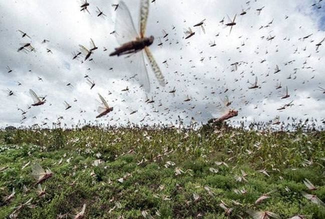 नदबई के नंगला हरसुख सहित दो दर्जन गांवों में टिड्डी दल