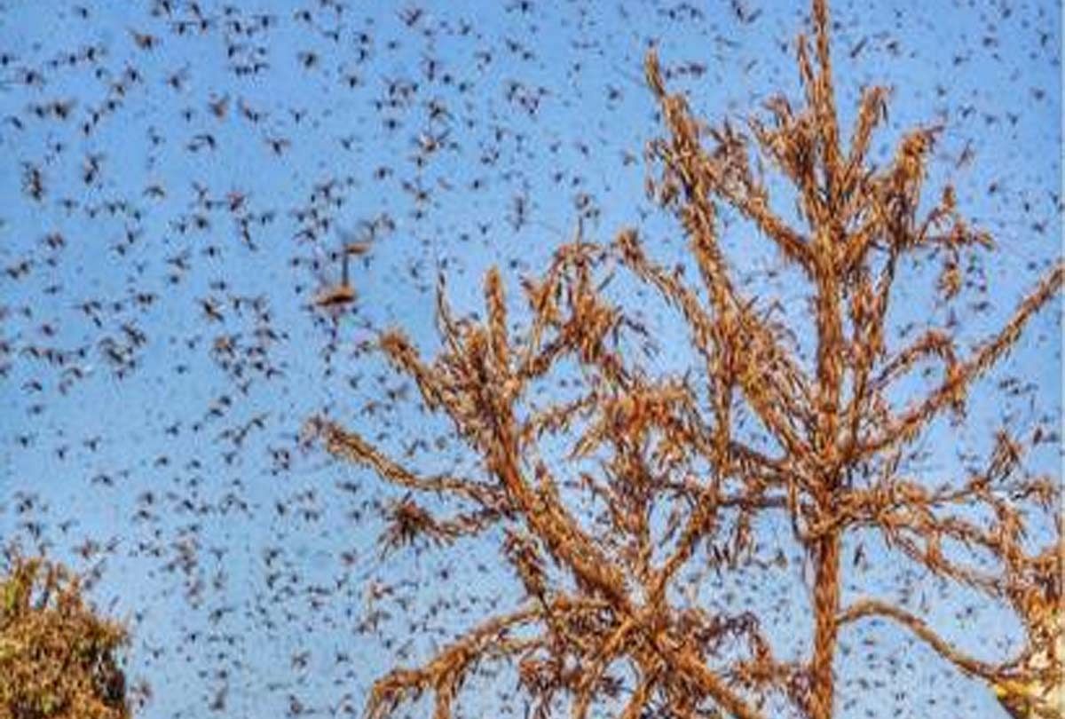 Save The Crop From Tiddi Dal By Making Noise, Spraying Pesticides ...