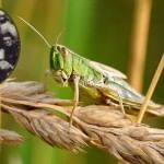 टिड्डियों की वजह से चीन में मारे गए थे करोड़ों लोग