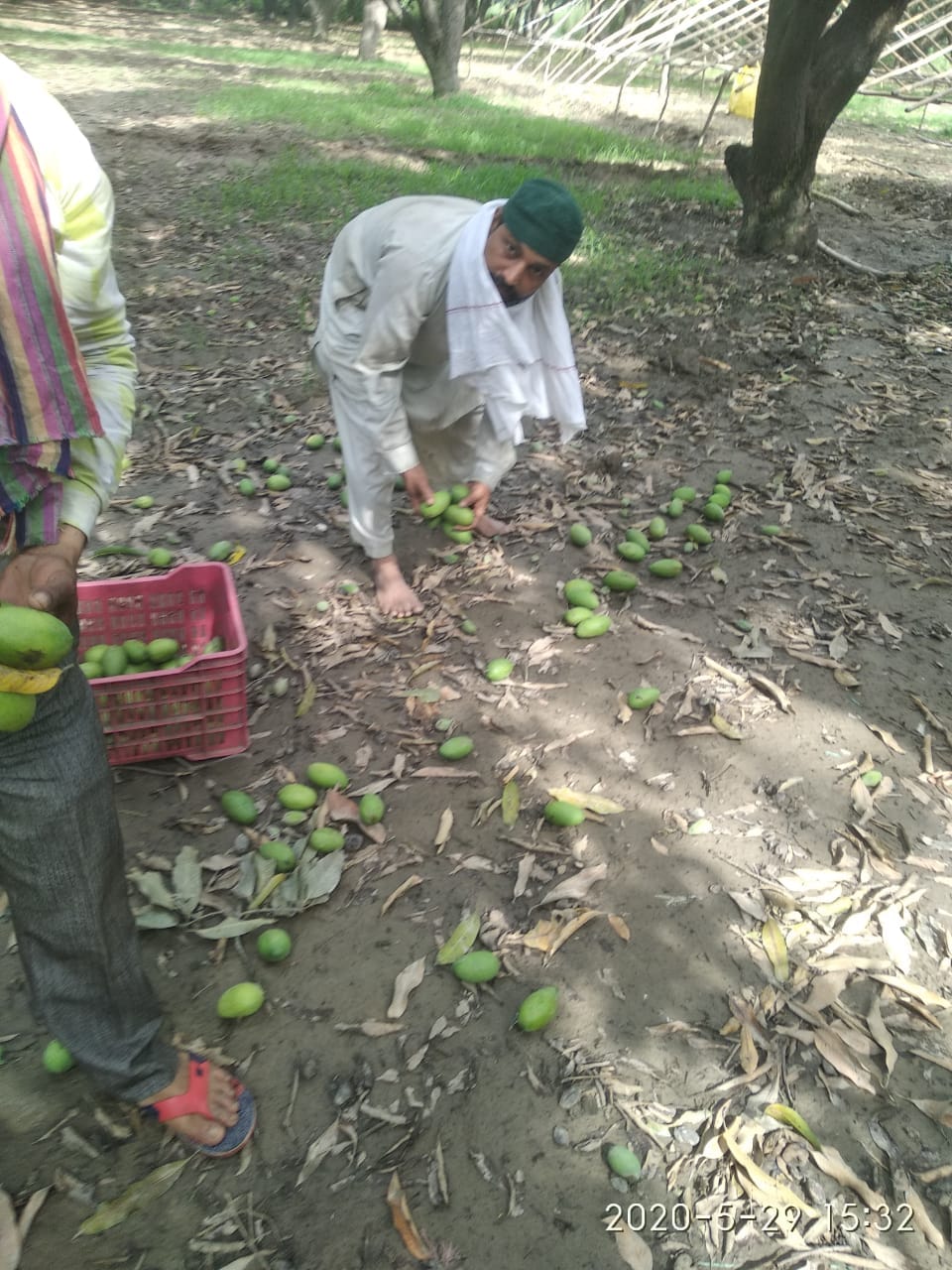 कैराना में आंधी व बारिश के कारण जमीन पर गिरे आम उठाता बाग ठेकेदार अलाउदीन। 