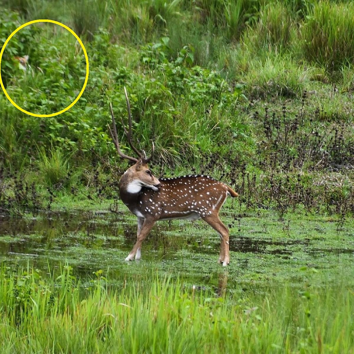 वायरल तस्वीर