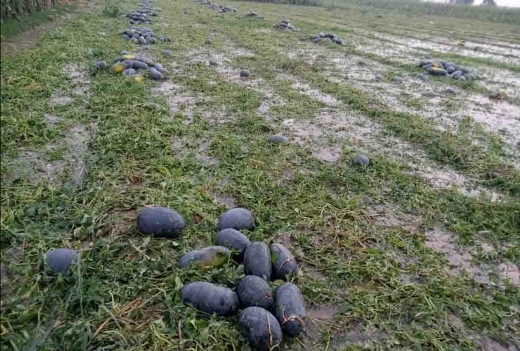 पूरी फसल हुई बर्बाद