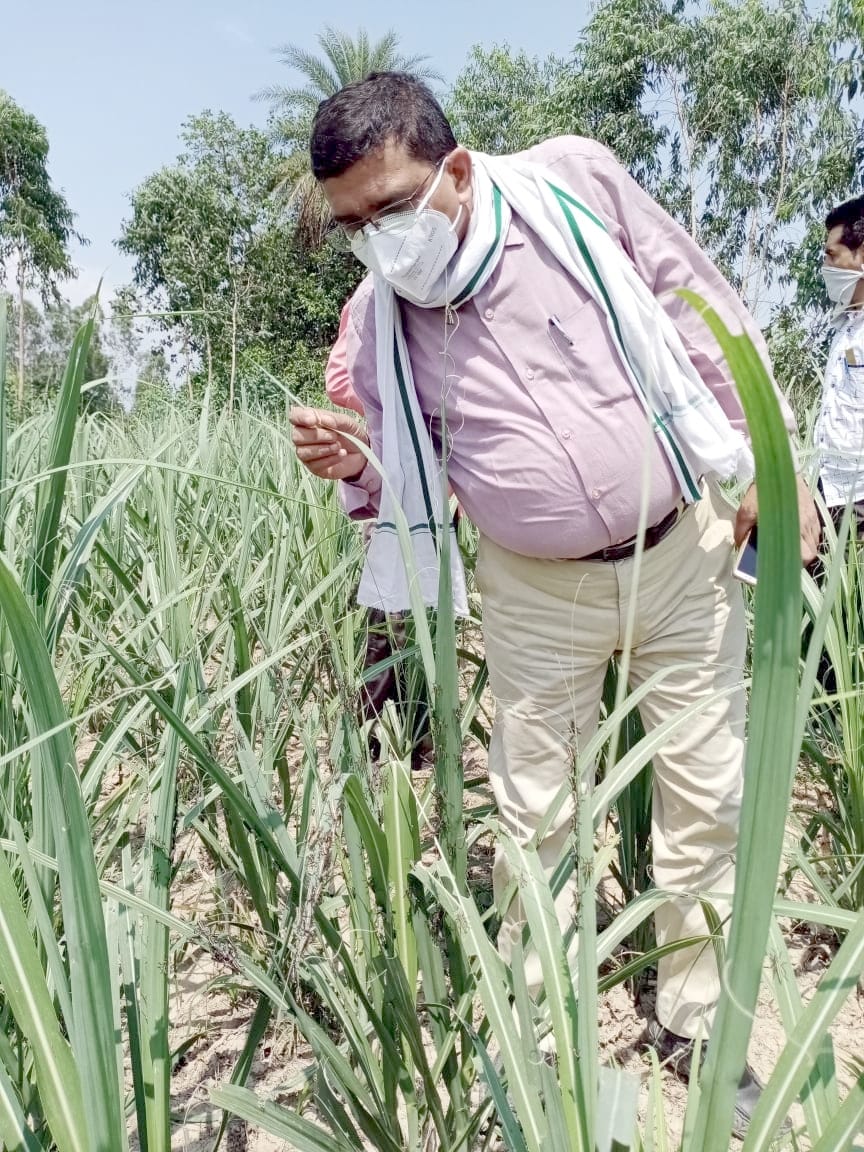 बिजनौर के गांव चमरू नवादा में गन्ने के खेत में देशी प्रजाति के टिड्ड देखत जिला कृषि अधिकारी अवधेश बिजनौर के गांव चमरू नवादा में गन्ने के खेत में देशी प्रजाति के टिड्ड देखत जिला कृषि अधिकारी अवधेश