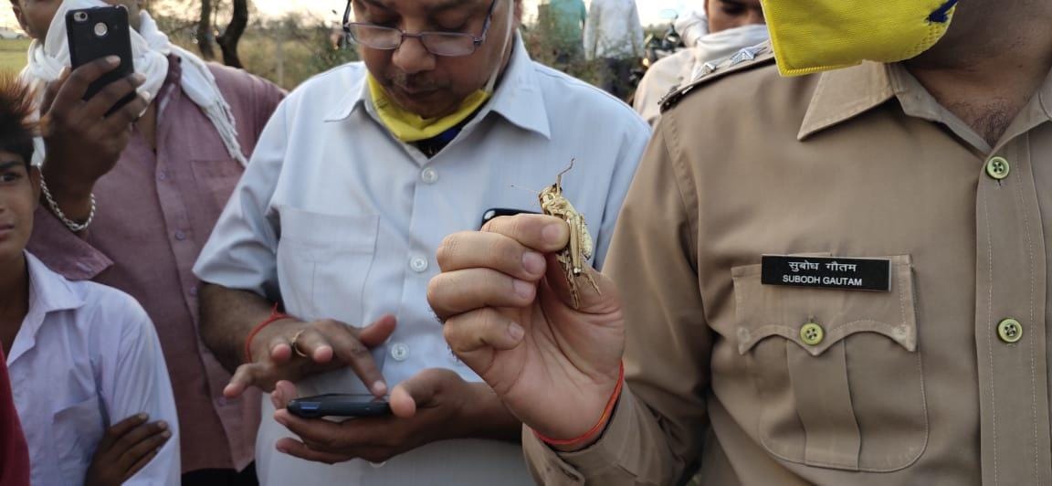 जालौन टिड्डी दिखाते सीओ सुबोध गोतम जालौन टिड्डी दिखाते सीओ सुबोध गोतम