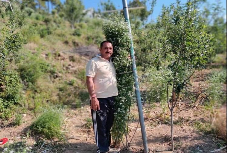 Uttarakhand farmer planted 7 feet height green coriander plant, name register in guinness book