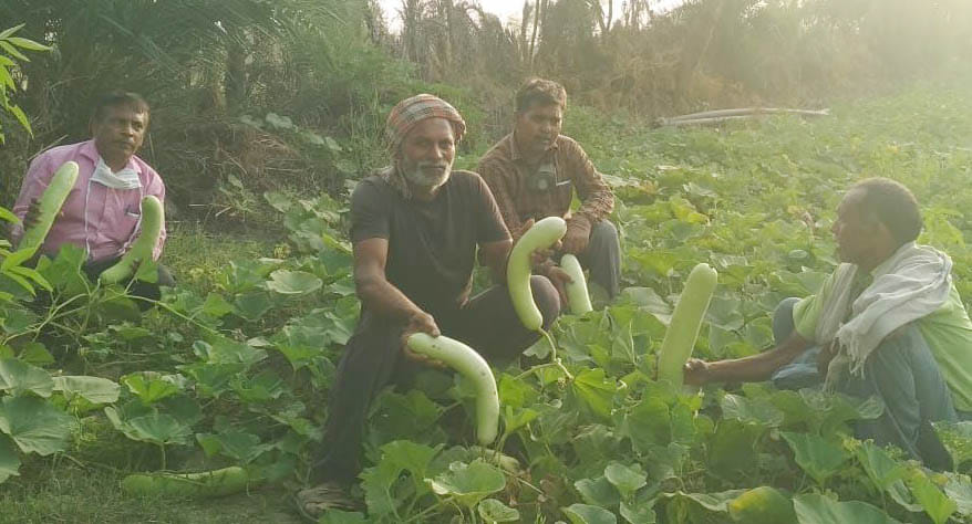 लौकी की पैदावार दिखाते जखनी के किसान। लौकी की पैदावार दिखाते जखनी के किसान।