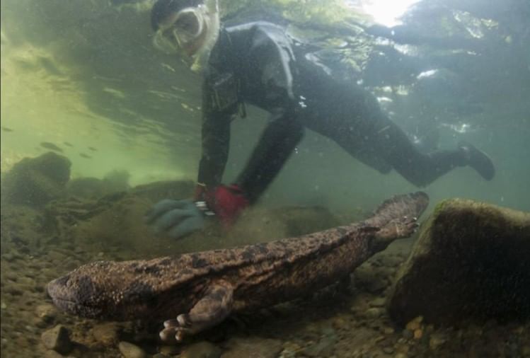 सैलामैंडर