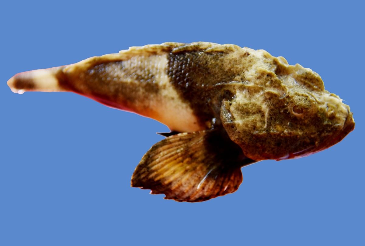 Interesting Facts About Scorpion Fish Rare Poisonous Fish Which Changes Color Like A Chameleon अजब गजब कह न एक ऐस जहर ल मछल क ज ग रग ट क तरह र ग बदलन म ह म ह र
