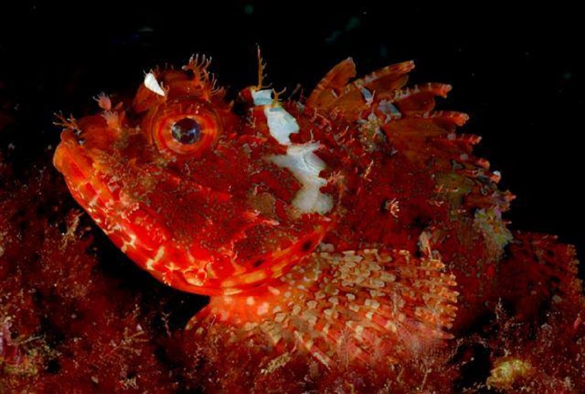 Interesting Facts About Scorpion Fish Rare Poisonous Fish Which Changes Color Like A Chameleon अजब गजब कह न एक ऐस जहर ल मछल क ज ग रग ट क तरह र ग बदलन म ह म ह र Amar Ujala Hindi News Live