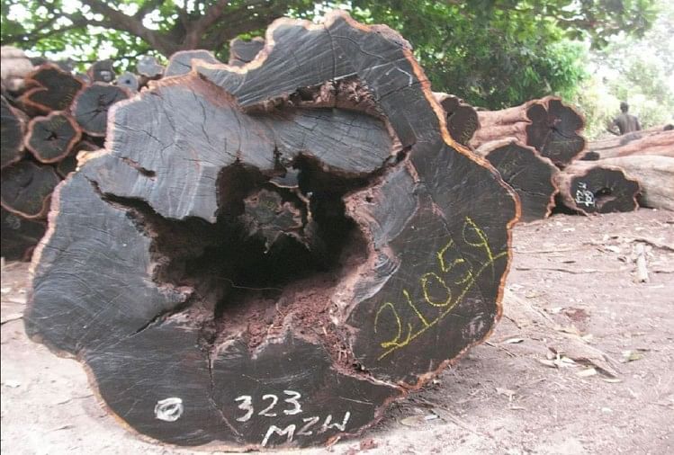 अफ्रीकी ब्लैकवुड की लकड़ी