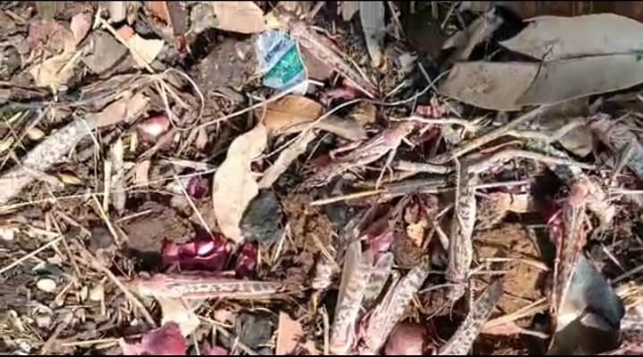 ग्राम खितवांस में खेत में पड़े नष्ट कीट ग्राम खितवांस में खेत में पड़े नष्ट कीट