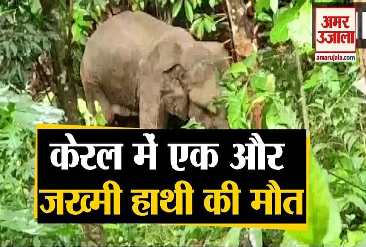 केरल में हाथी की मौत