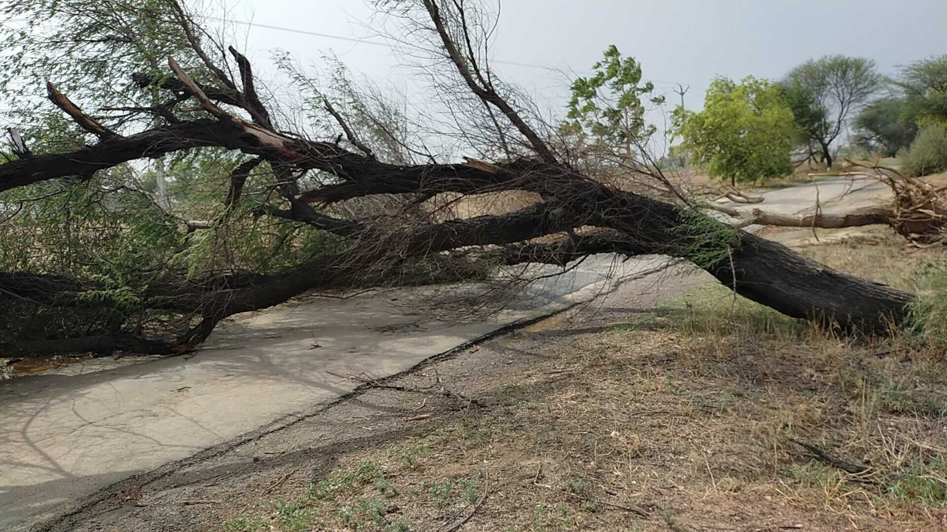 चोपटा में पेड़ टूटकर सड़क के बीच में गिरा। चोपटा में पेड़ टूटकर सड़क के बीच में गिरा।