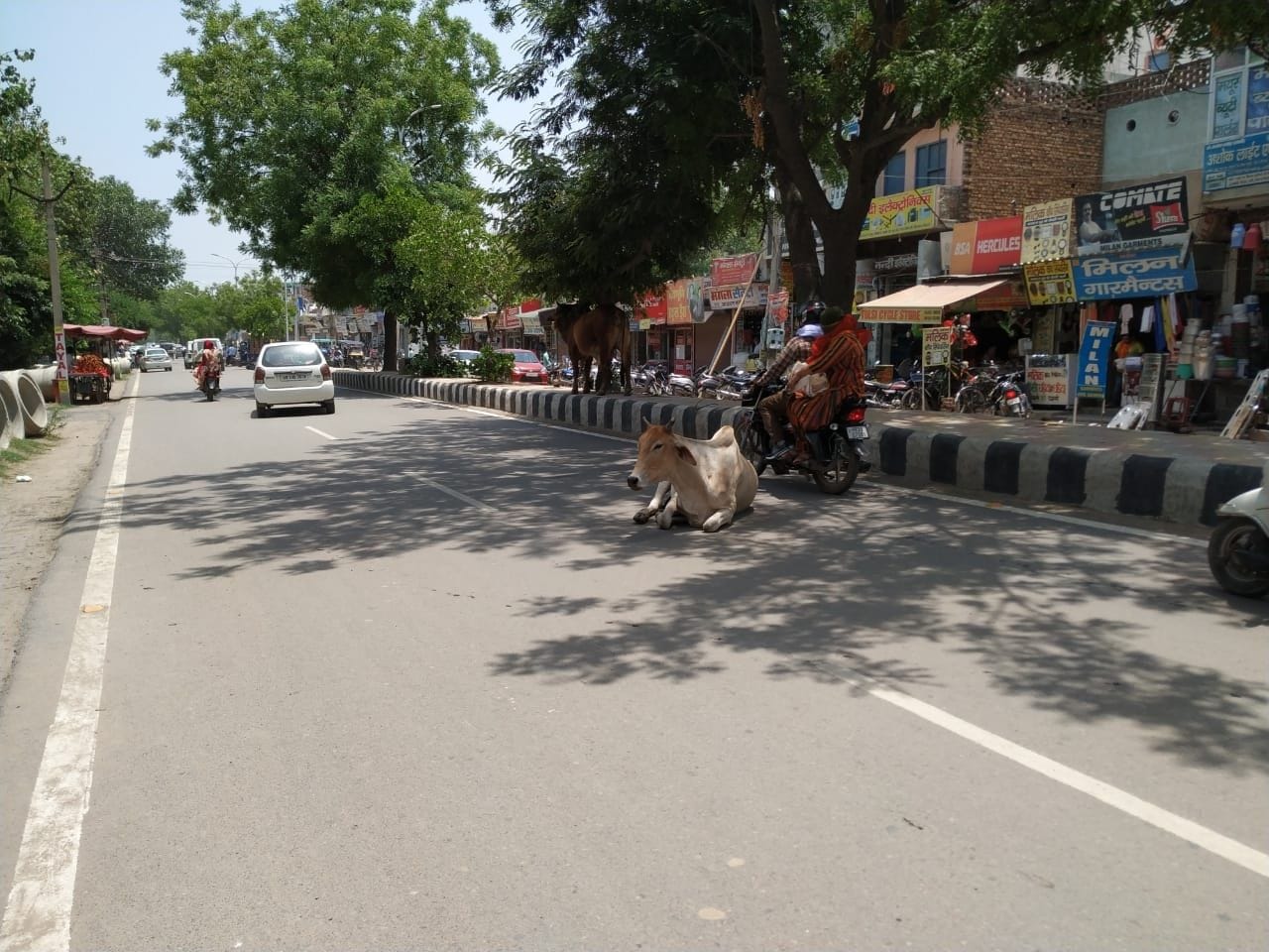 शहर की एक सड़क पर बैठा गोवंश। शहर की एक सड़क पर बैठा गोवंश।
