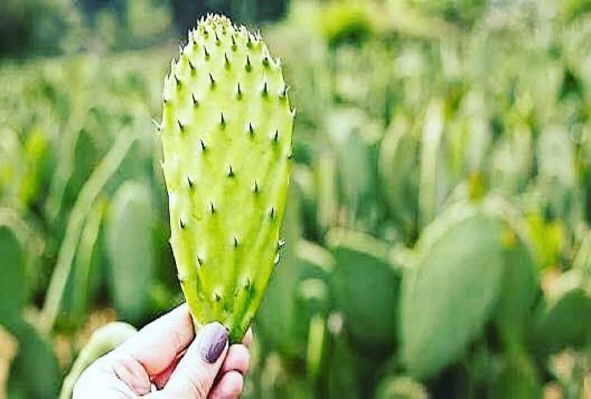 Green Gold Nopal Cactus Which Grows In The Desert Is Called A Magical Plant र ग स त न म उगन व ल व ज द ई प ध ज स कहत ह हर स न Amar Ujala Hindi News Live