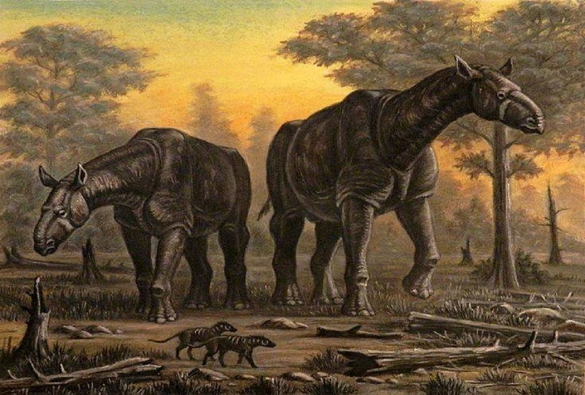 Extinct Animal Paraceratherium The Largest Terrestrial Mammal Ever -  डायनासोर के युग में रहते थे ये विशालकाय जानवर, वैज्ञानिक भी अब तक नहीं जान  पाए पूरा रहस्य - Amar Ujala Hindi ...
