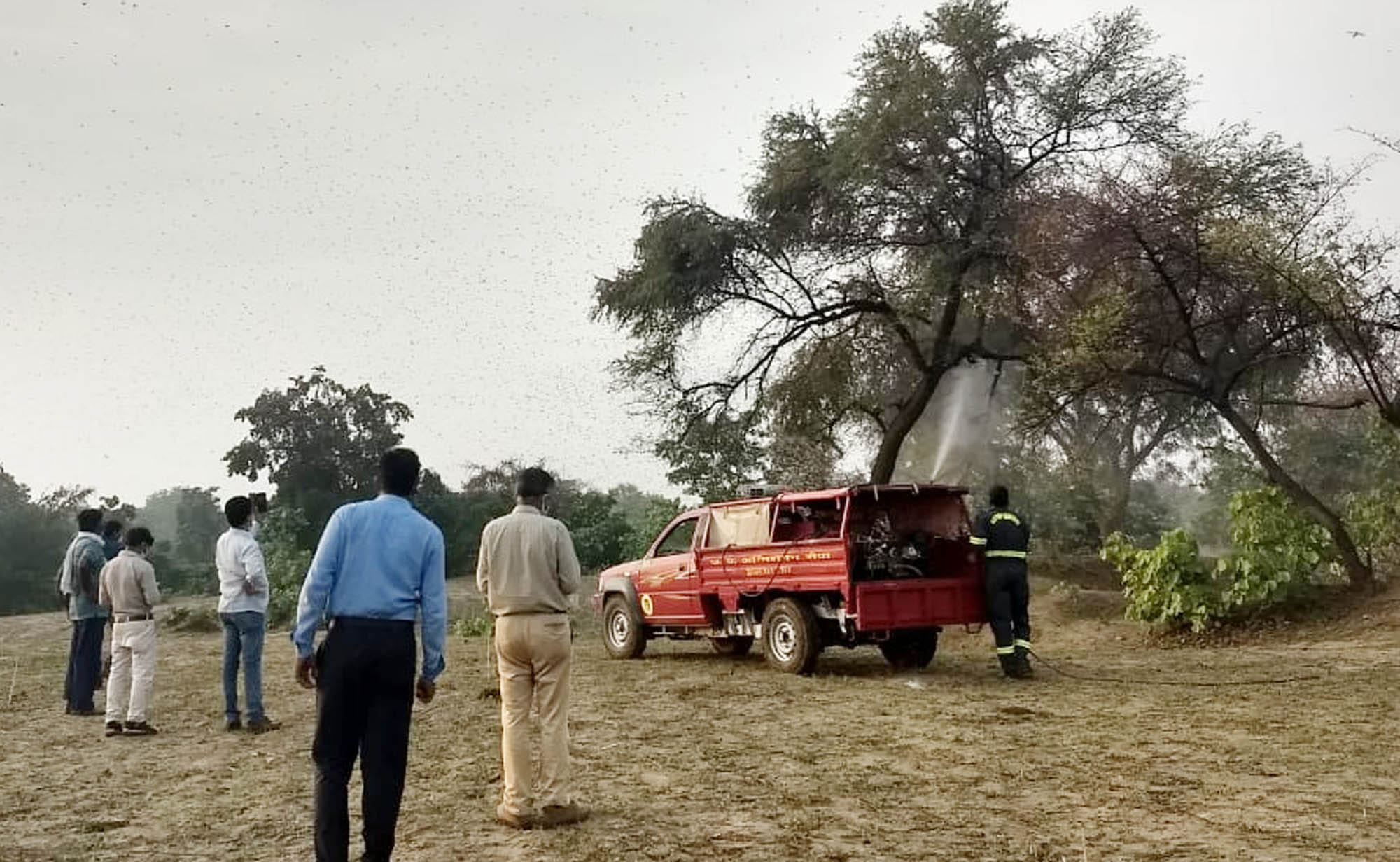 हमीरपुर के लदार गांव में पेड़ पर बैठे टिड्डी दल पर दवा का छिड़काव करते दमकल कर्मी। 