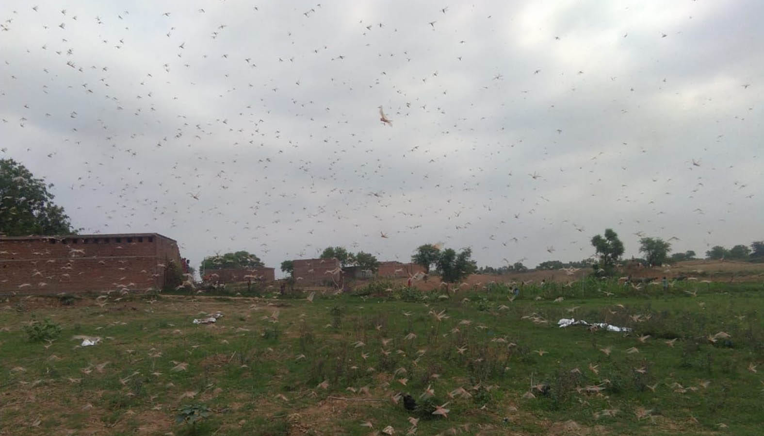 बांदा के करतल क्षेत्र में सब्जी के खेत में धावा बोलता टिड्डी दल और मंडराती टिड्डियां। बांदा के करतल क्षेत्र में सब्जी के खेत में धावा बोलता टिड्डी दल और मंडराती टिड्डियां।
