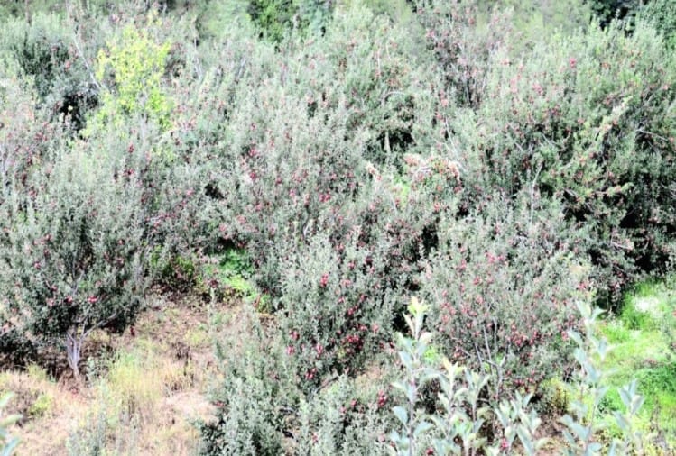 हिमाचली सेब