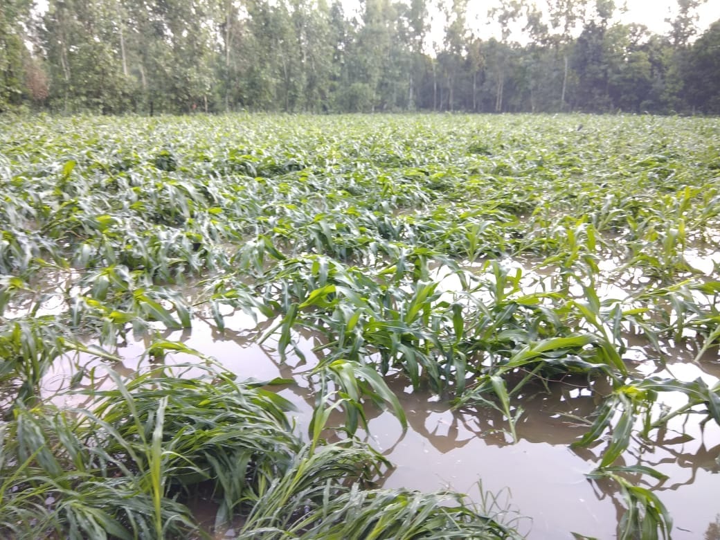 बेहट क्षेत्र में आंधी से गिरी पानी में डूबी मक्का की फसल बेहट क्षेत्र में आंधी से गिरी पानी में डूबी मक्का की फसल