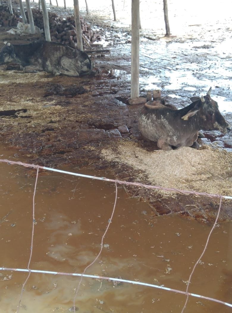 the cow house is filled by rain water