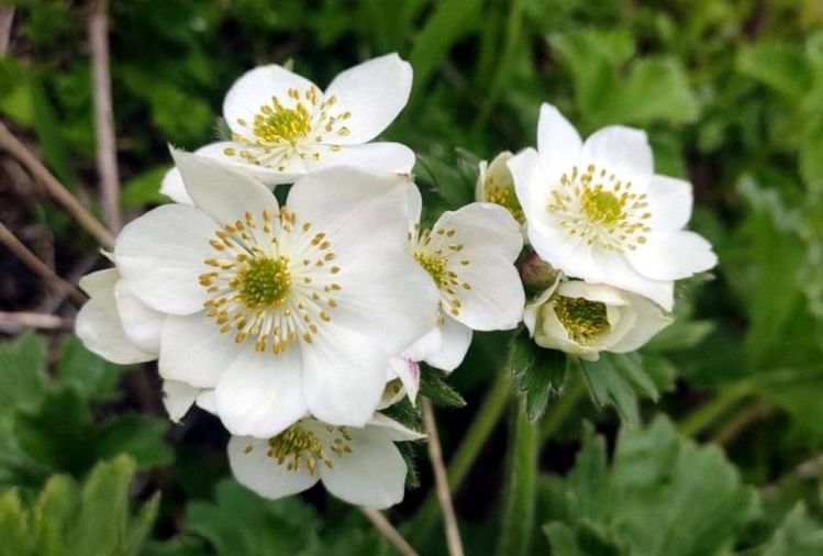 Rare Species Of Flowers Bloom In Valley Of Flowers