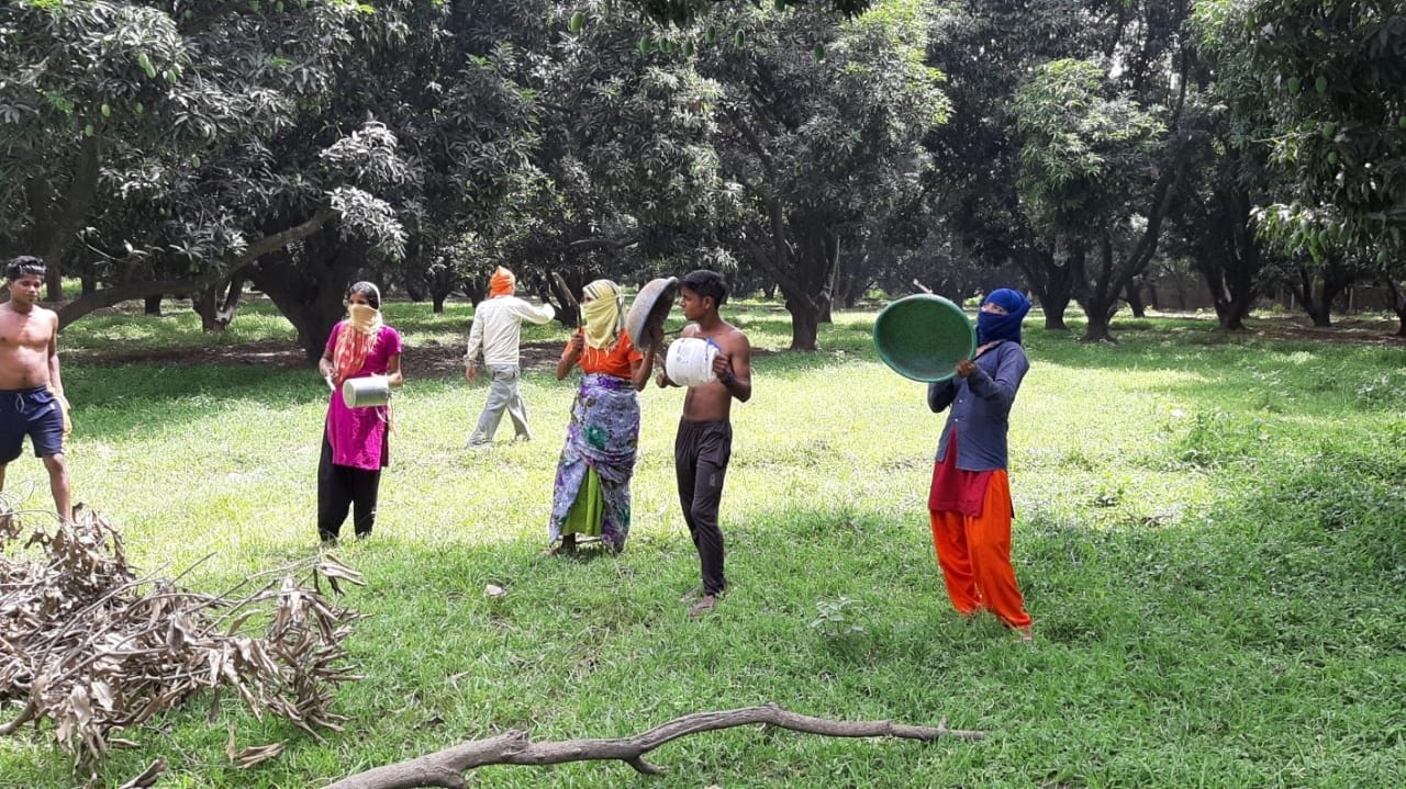 अतरौली में आम के बाग से टिड्डी दल को भगाते लोग। 