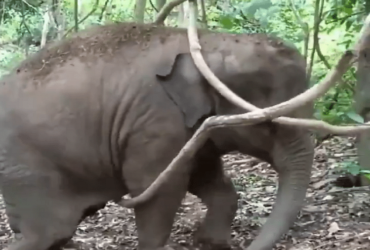 Elephant Hang On Tree Video Goes Viral On Social Media ...
