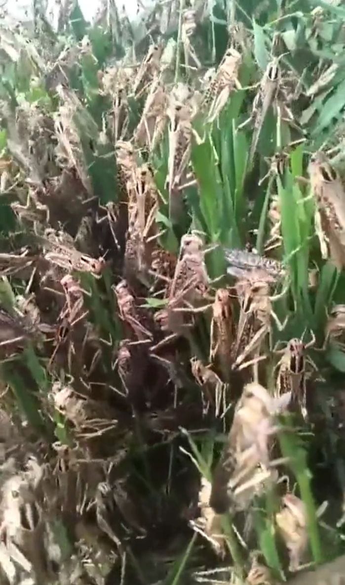 फसल पर बैठीं टिड्डियां।